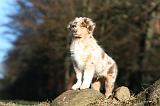 BERGER AUSTRALIEN PUPPIES 680
